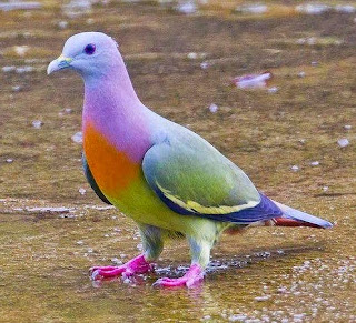  untuk burung Punai Gading ini memiliki bulu yang beraneka warna mirip warna pelangi mengh Burung Merpati Yang Berbulu Indah